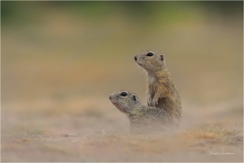 <p>SYSEL OBECNÝ (Spermophilus citellus) --- /European ground squirrel - Europäisches Ziesel/</p>